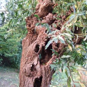 Zieke bomen en bomenkap
