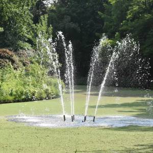 Monumentale bomen